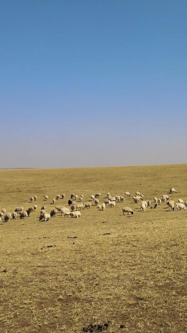 鄂尔多斯草原早春航拍羊群悠闲地吃草视频的预览图