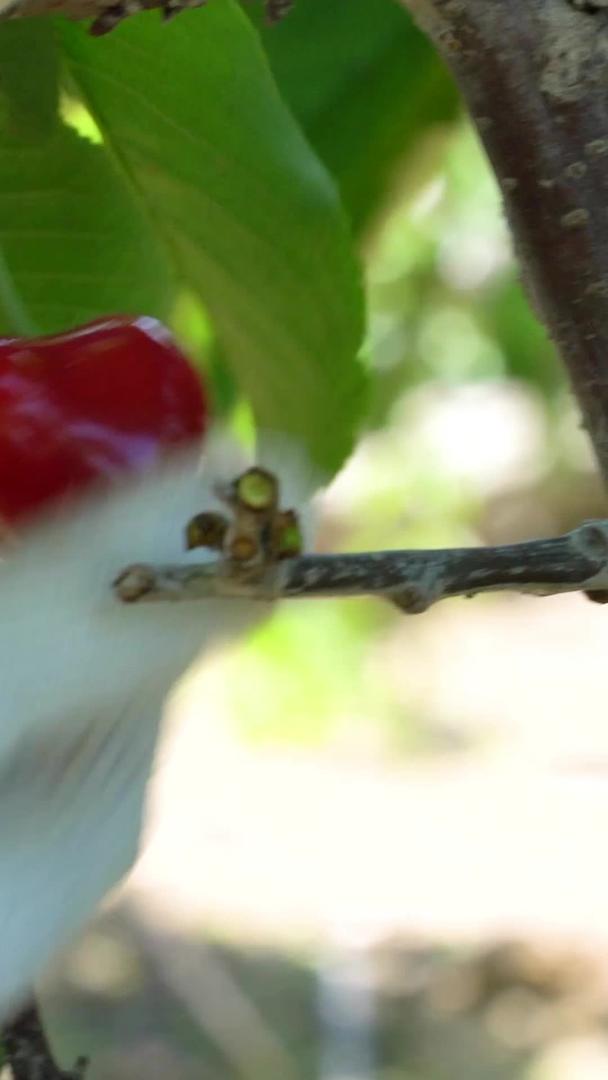 果农采摘大樱桃实拍合集视频的预览图