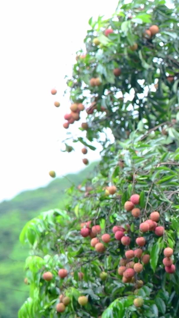 成熟的荔枝在树上视频的预览图
