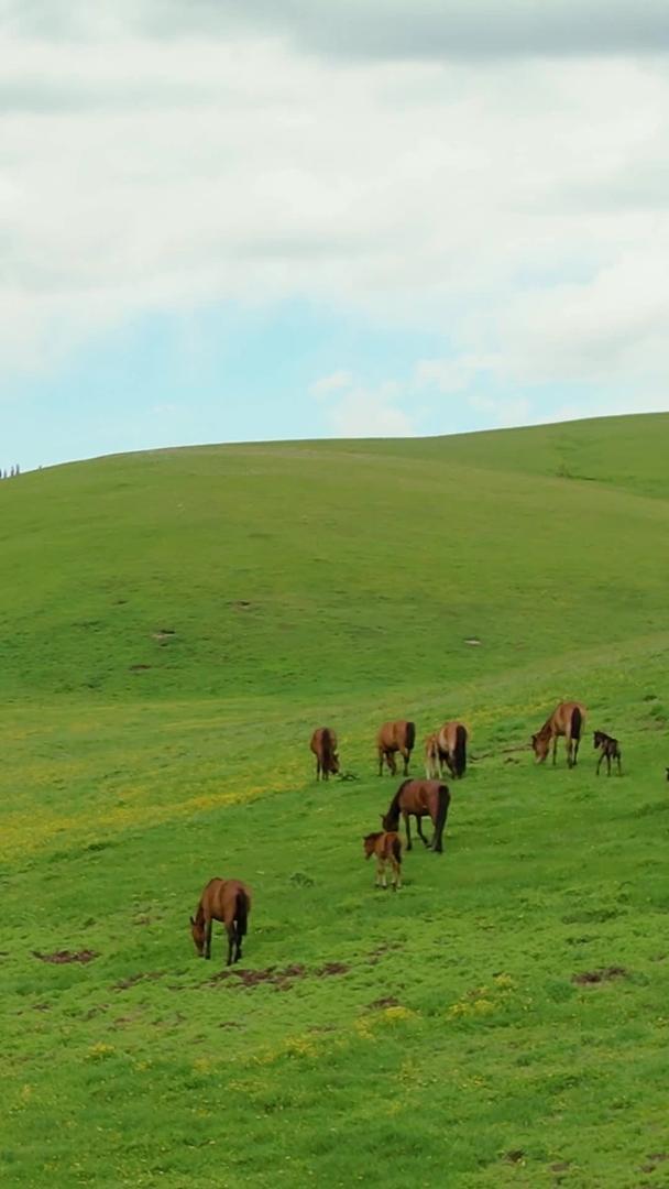 5A景区喀拉峻草原上吃草的马群航拍视频视频的预览图