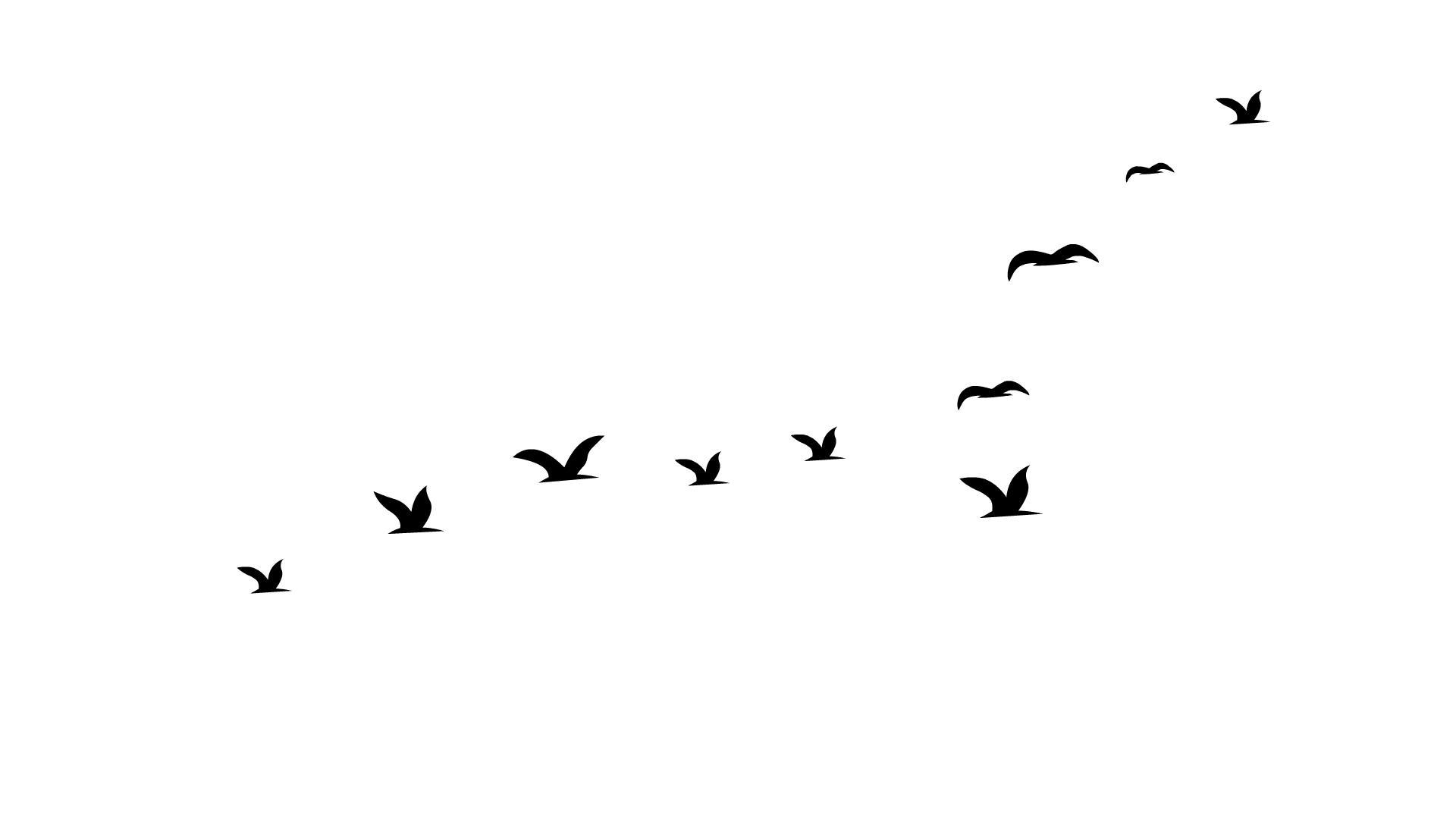 二维飞鸟小鸟动画视频的预览图