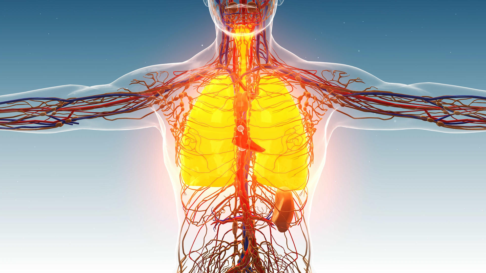 4K人体呼吸系统展示背景素材视频的预览图