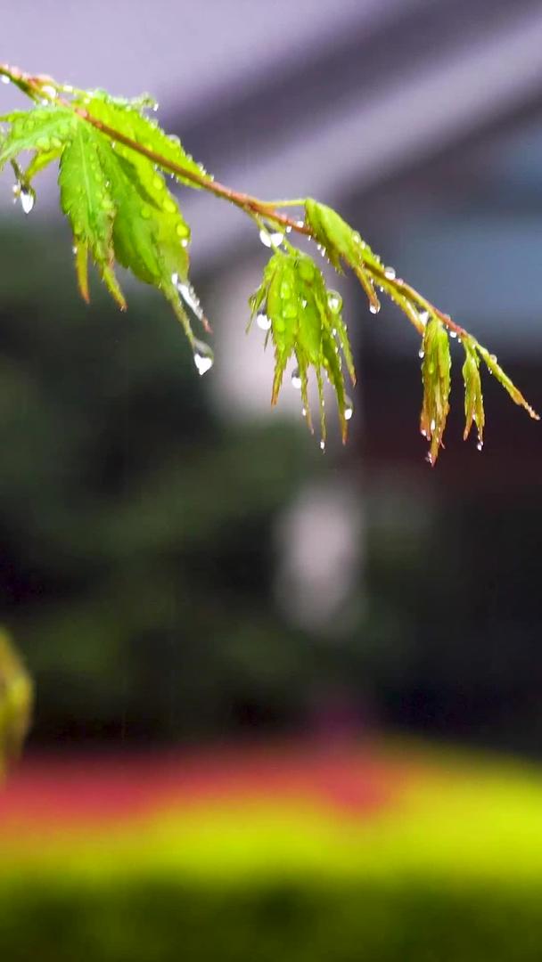 雨中的枫叶合集视频的预览图