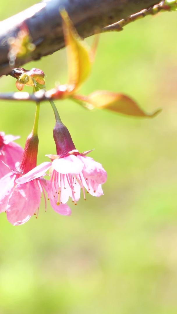 樱花在初春绽放视频的预览图