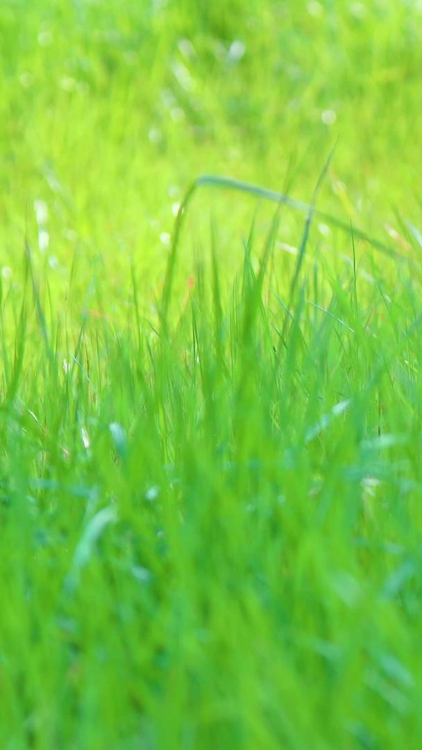 阳光下的绿草如茵视频的预览图
