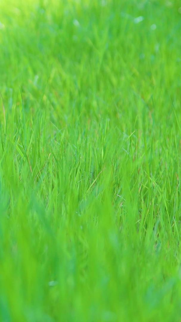 阳光下的绿草如茵视频的预览图