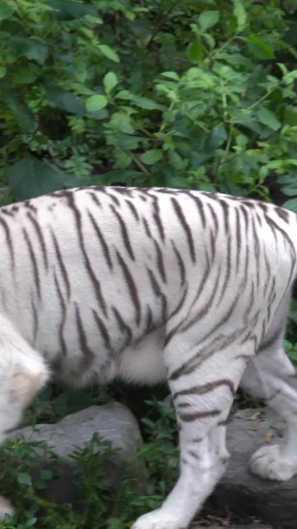 狮虎山动物园视频的预览图