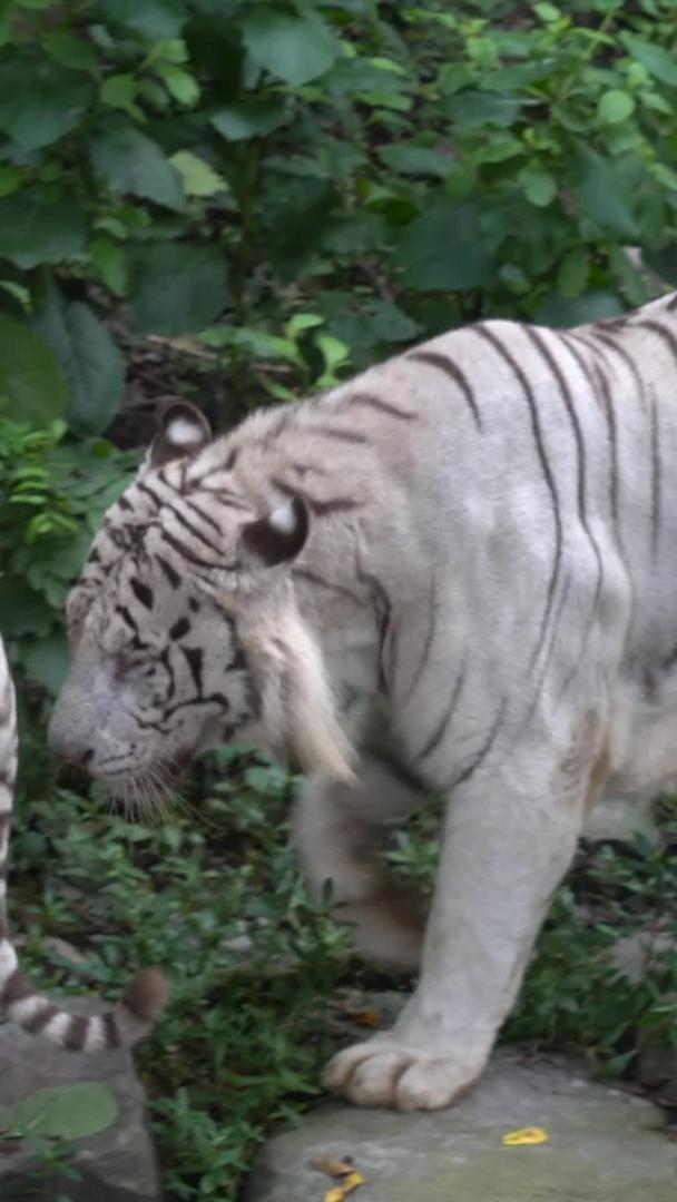 狮虎山动物园视频的预览图
