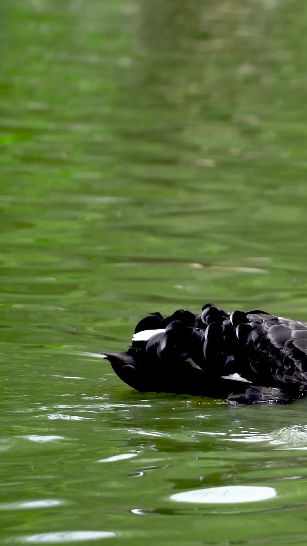 黑天鹅在水中成对拍摄视频的预览图