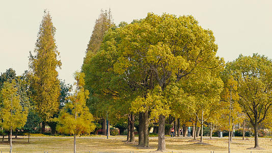 秋季的树视频的预览图