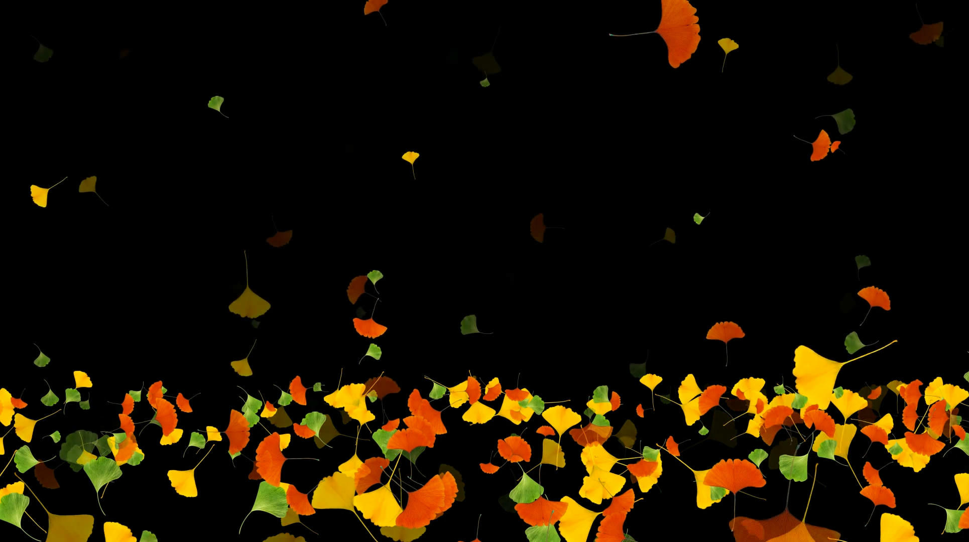 透明通道银杏叶飘落素材视频的预览图