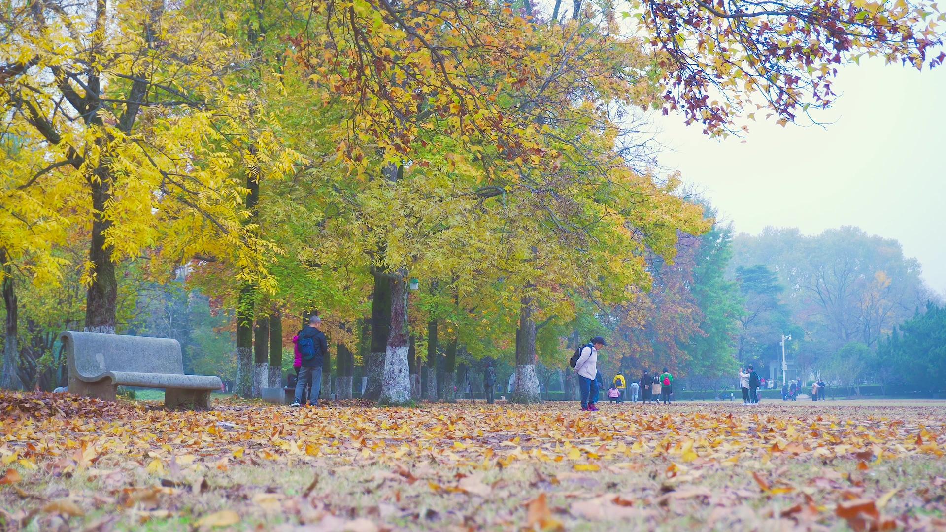 秋季风景落叶4K实拍变黄视频的预览图