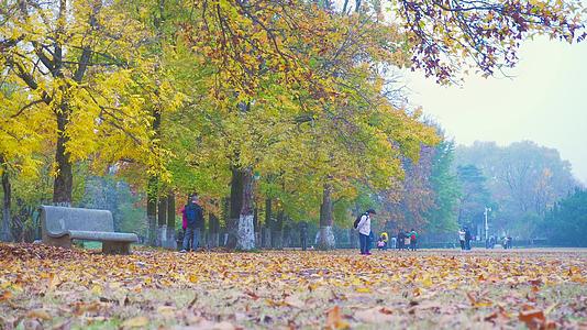 秋季风景落叶4K实拍变黄视频的预览图