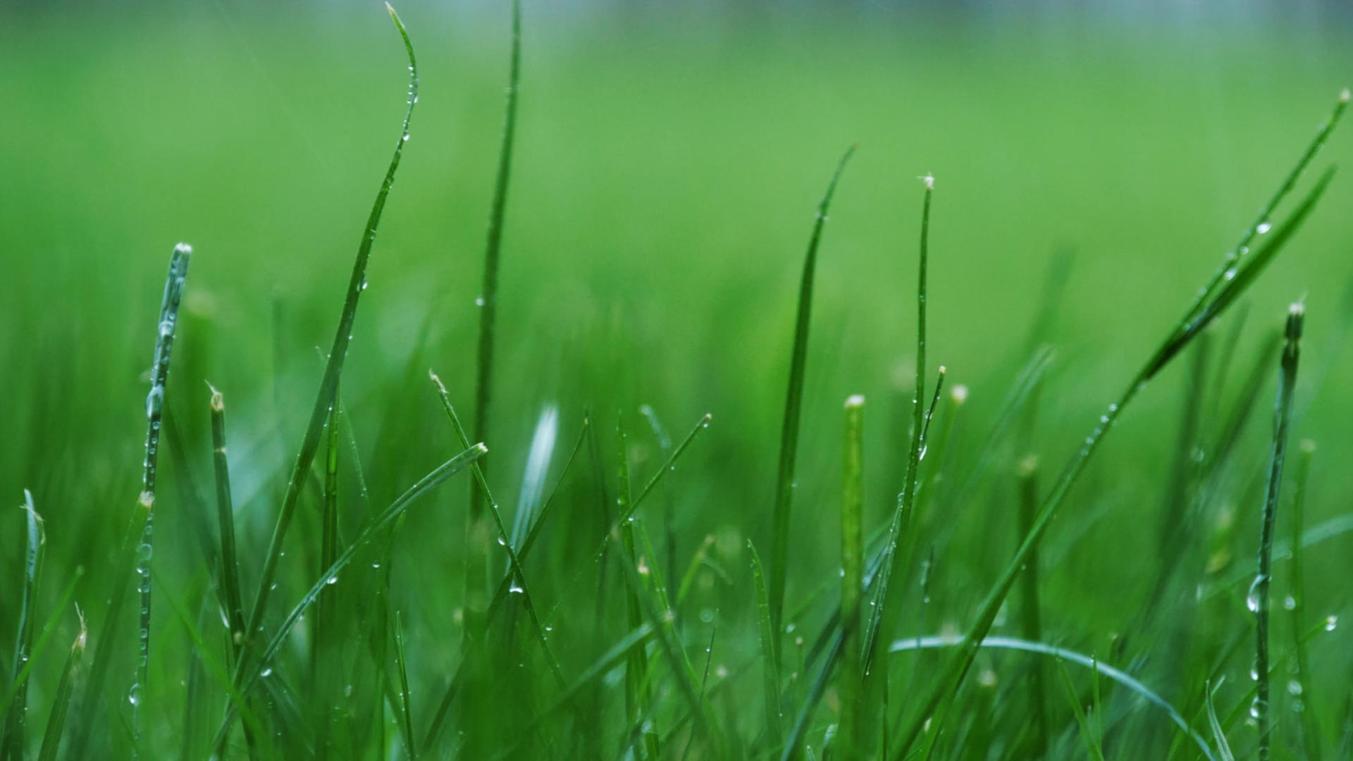 4K雨中草地小草风吹雨打绿植视频的预览图