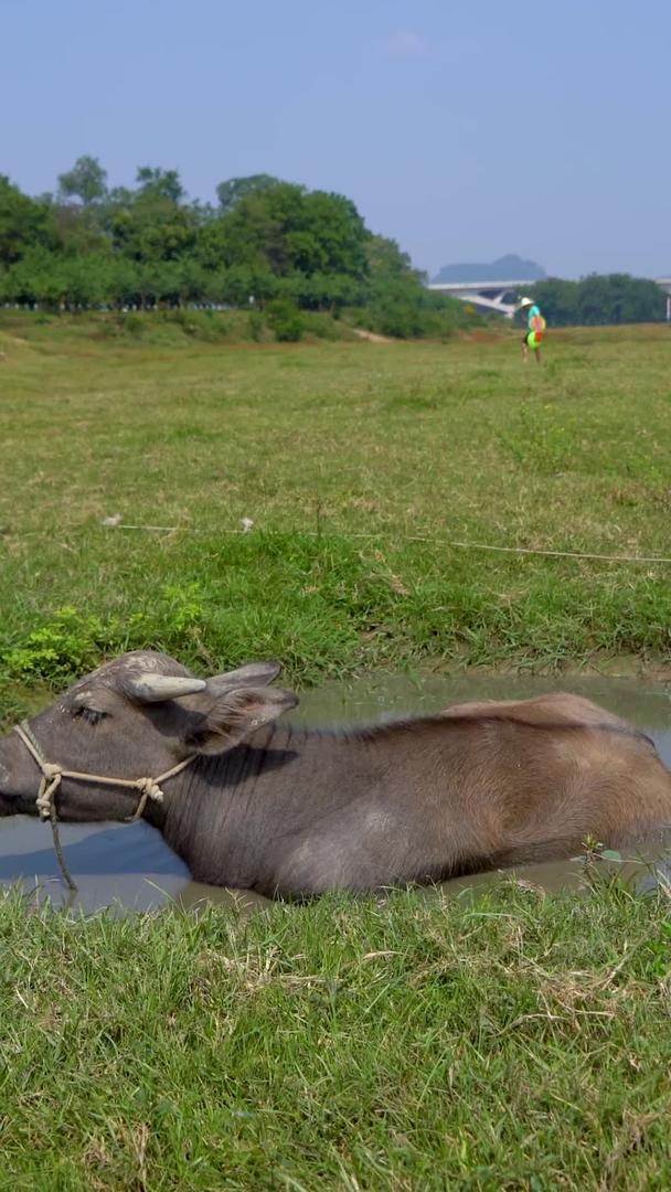 水牛在河边的草地上吃草觅食视频的预览图