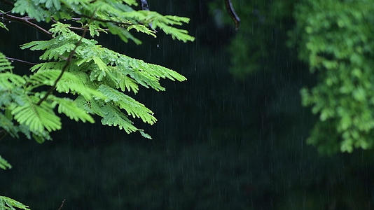 1080升格雨天的植物叶子特写视频的预览图