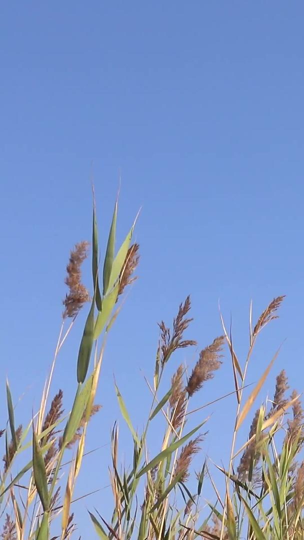 秋天自然风光中的芦苇视频的预览图