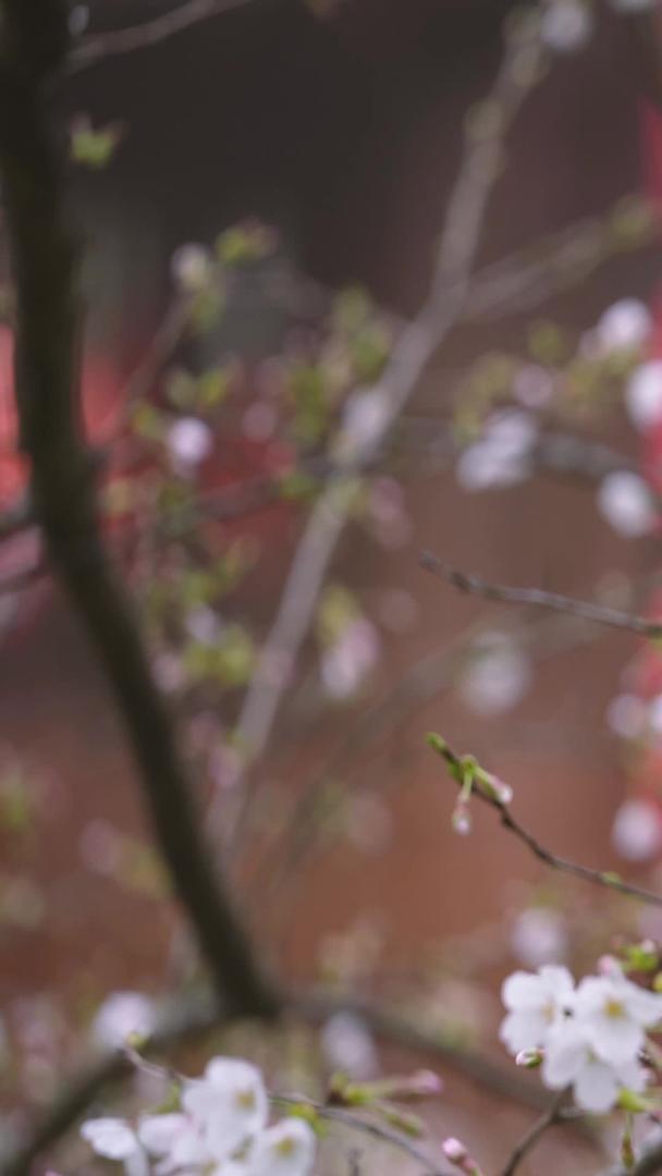 城市春季花期盛开的白色樱花素材视频的预览图