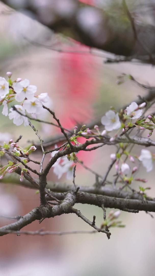 城市春季花期盛开的白色樱花素材视频的预览图