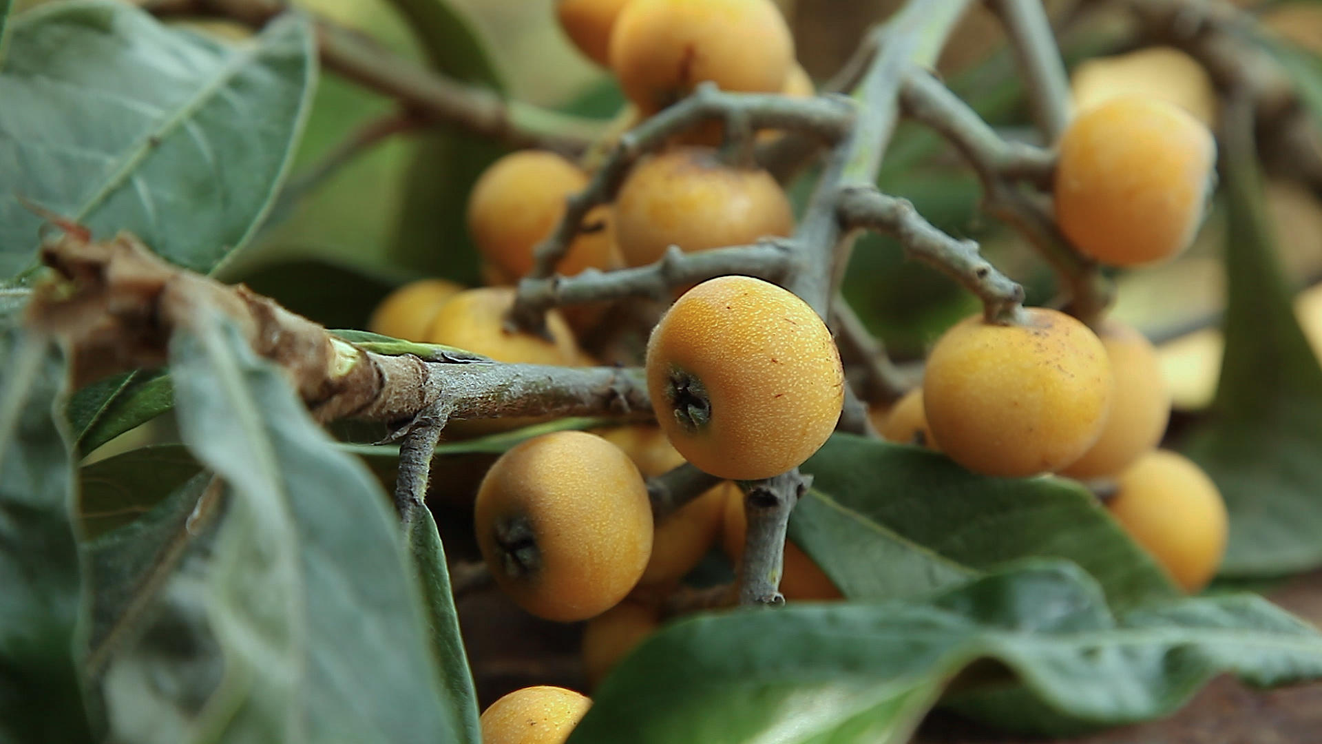 果园挂在枝头成熟的水果枇杷桃子视频的预览图