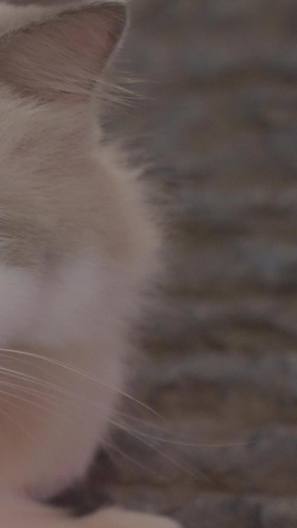 慢镜头升级拍摄素材城市街头可爱宠物猫咪视频的预览图