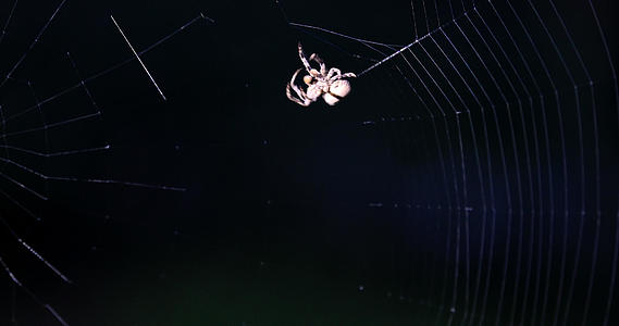 4K近距离拍摄蜘蛛织网捕食过程合集视频的预览图