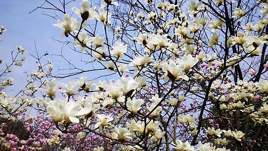 春天盛开的玉兰花视频的预览图