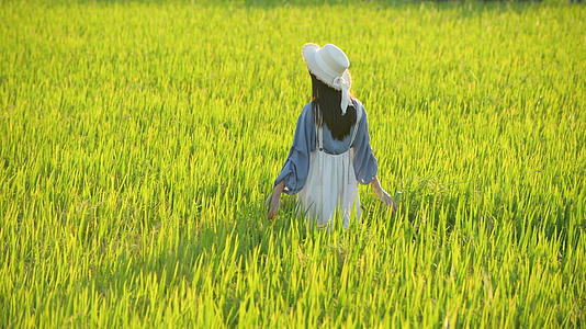 4K夏日稻田里的少女视频的预览图
