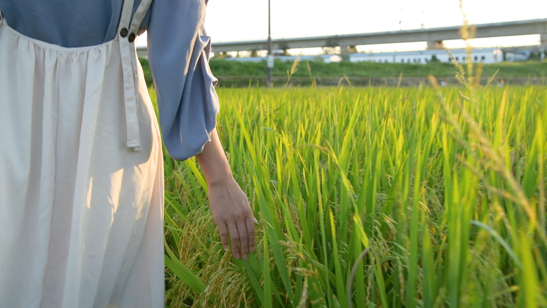 4K少女手抚水稻视频的预览图
