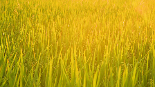 4K夕阳下的水稻视频的预览图
