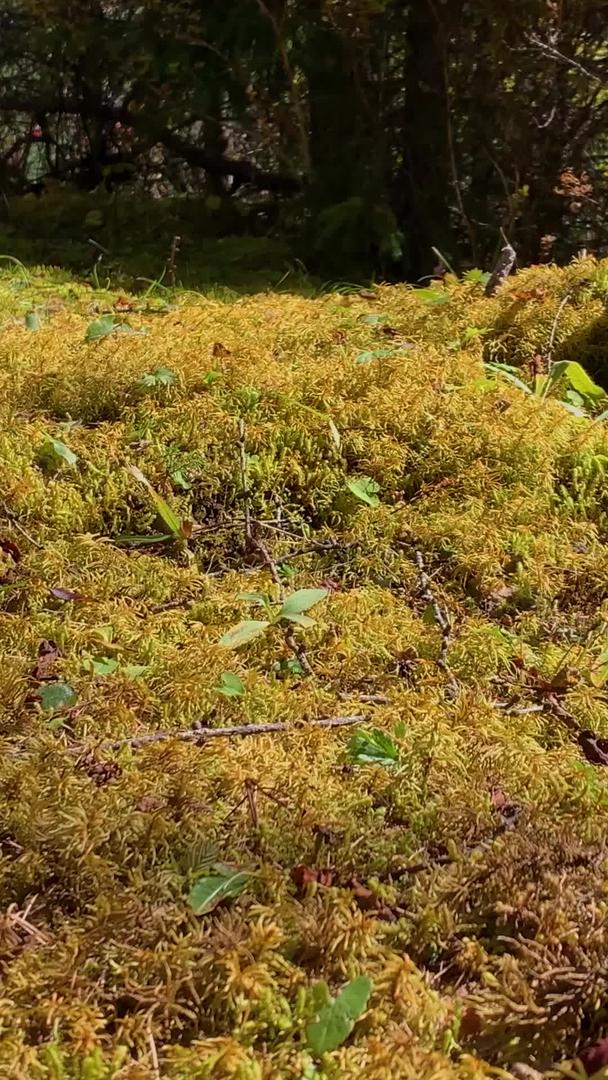 秋季高原森林松树实拍视频视频的预览图