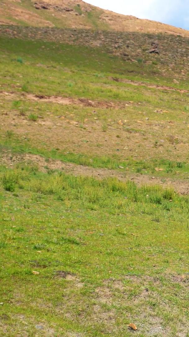 可爱活跃的野生二级保护藏羚羊视频的预览图