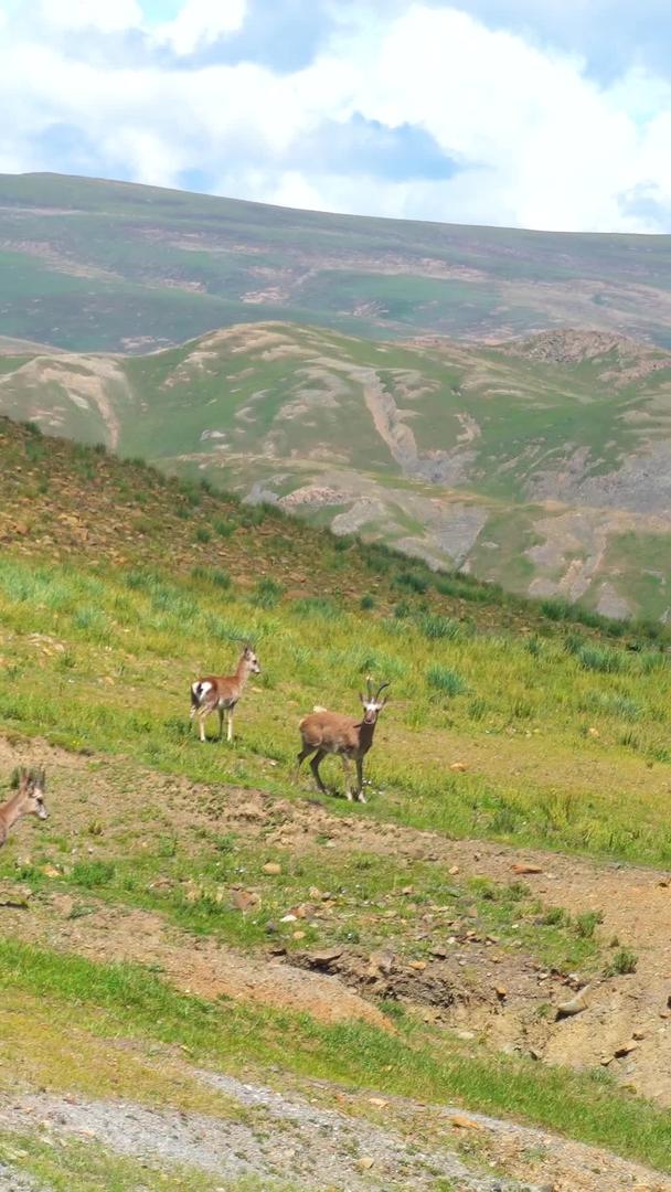 可爱活跃的野生二级保护藏羚羊视频的预览图