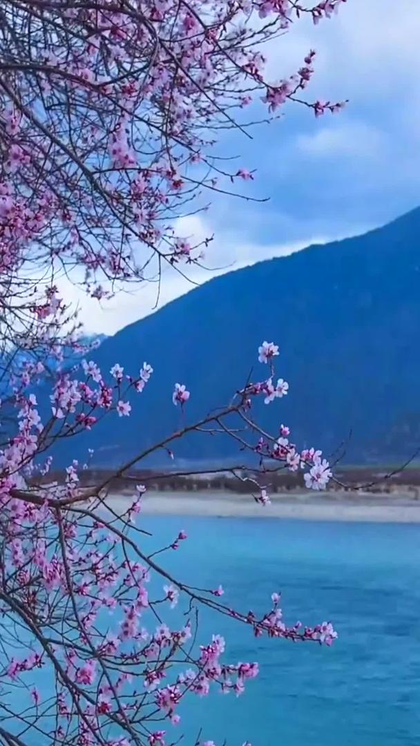 西藏林芝桃花节延视频的预览图