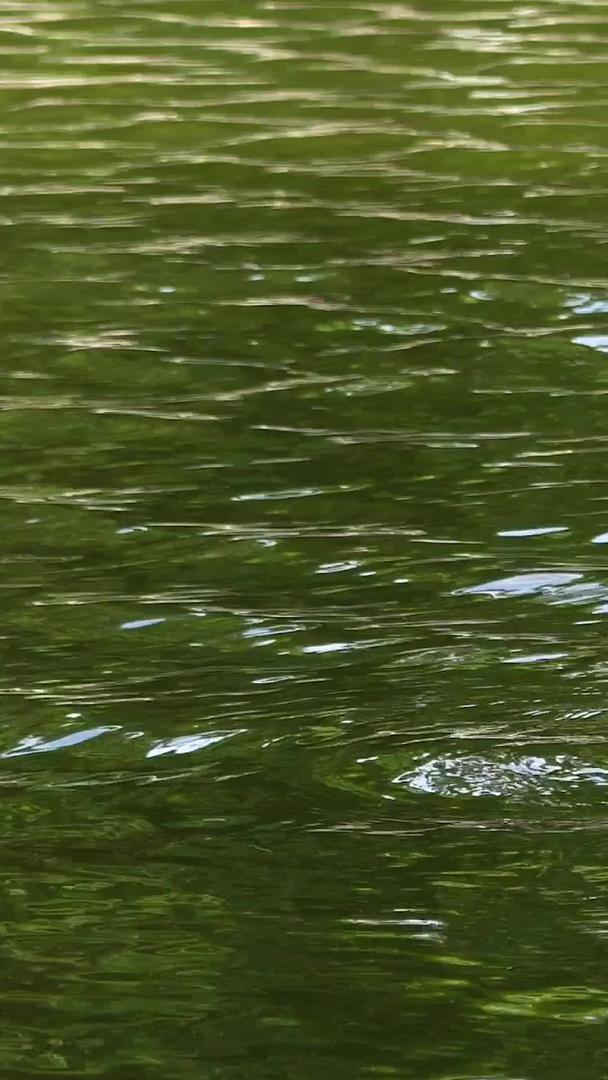 鸳鸯在实拍水中的合集视频的预览图