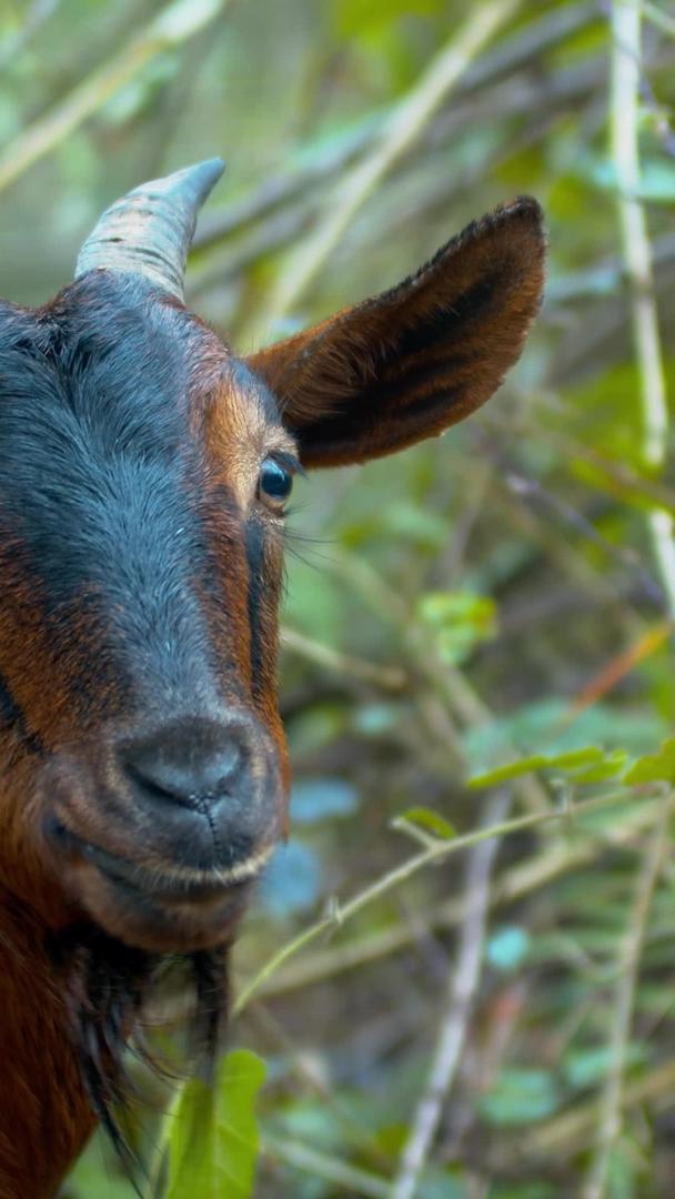 实拍动物羊吃草视频素材视频的预览图