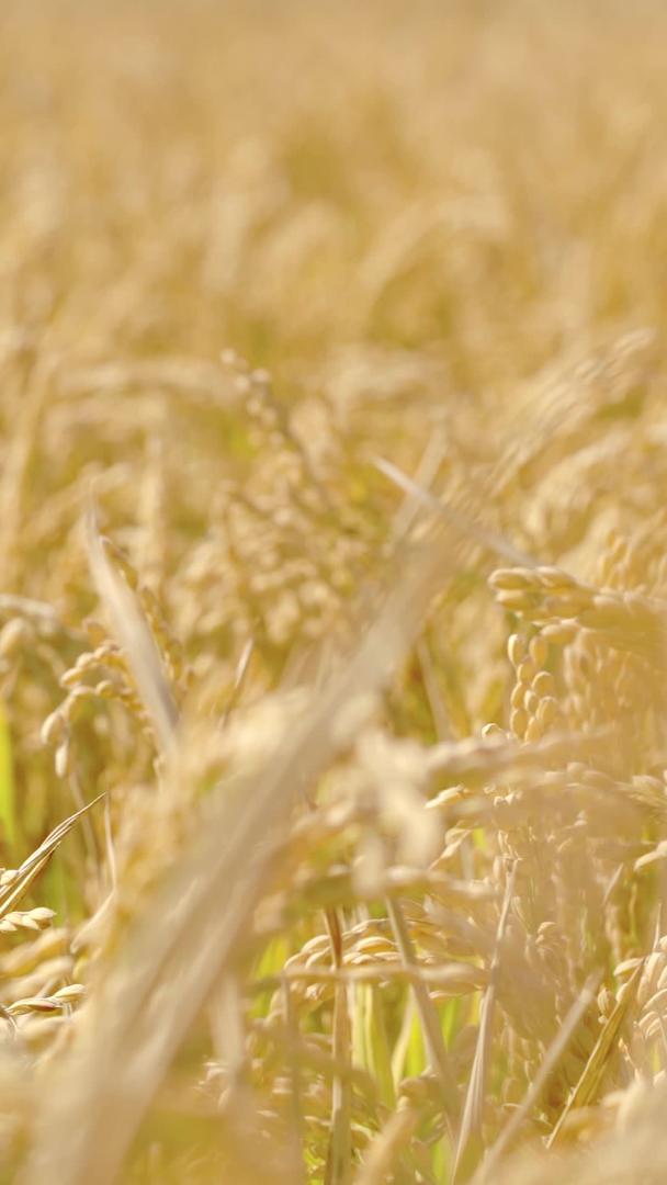 水稻田地特写糙米丰收秋季农业谷作物视频的预览图
