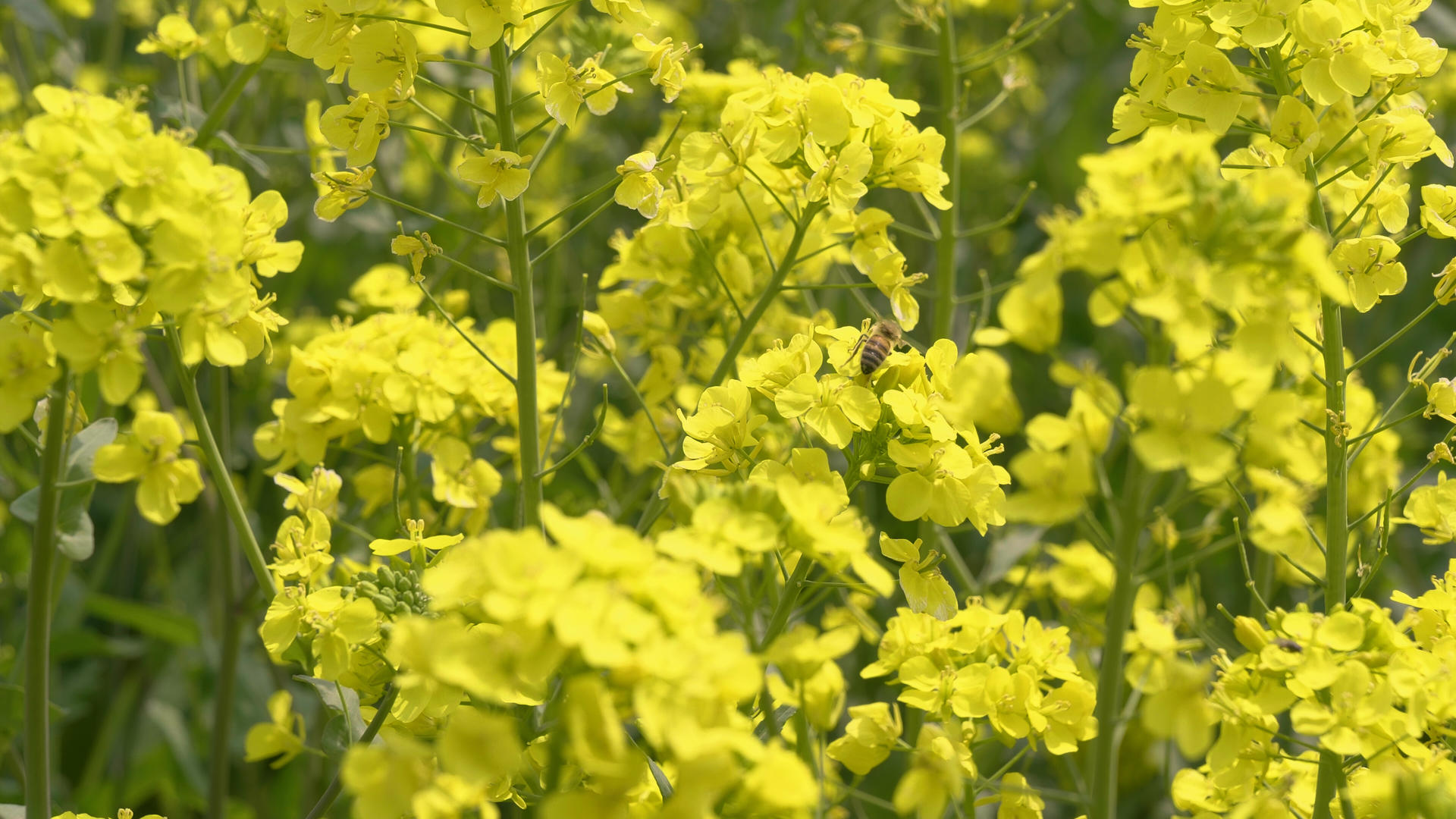 4k春天的油菜花和辛勤的小蜜蜂慢镜头视频的预览图