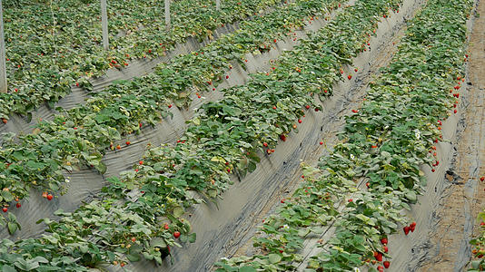 农业大棚种植水果草莓视频的预览图