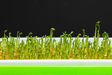 8k绿色植物豆苗生长视频视频的预览图