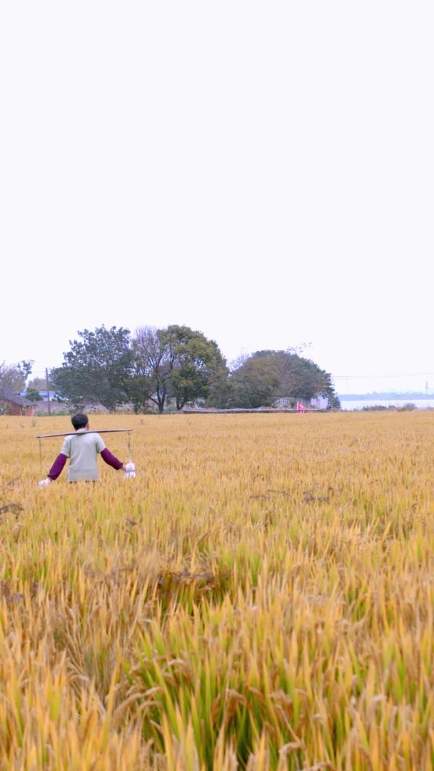 真正挑着农作物的老人走在收获的稻田里视频的预览图