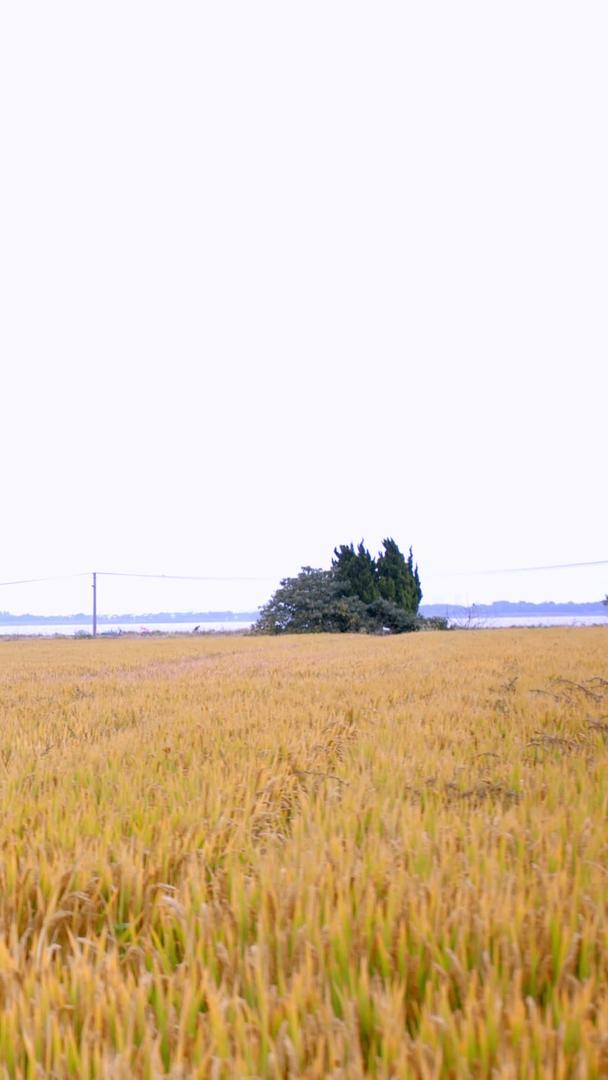 真正挑着农作物的老人走在收获的稻田里视频的预览图