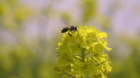4k微风摇曳的油菜花和小蜜蜂视频的预览图