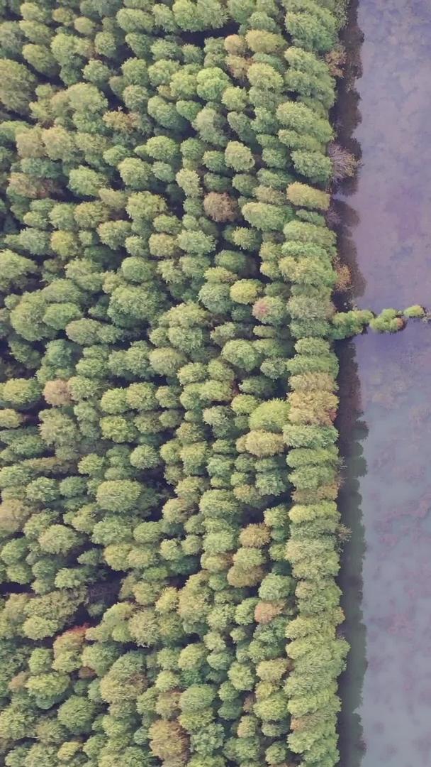江苏金湖水上森林航拍视频视频的预览图