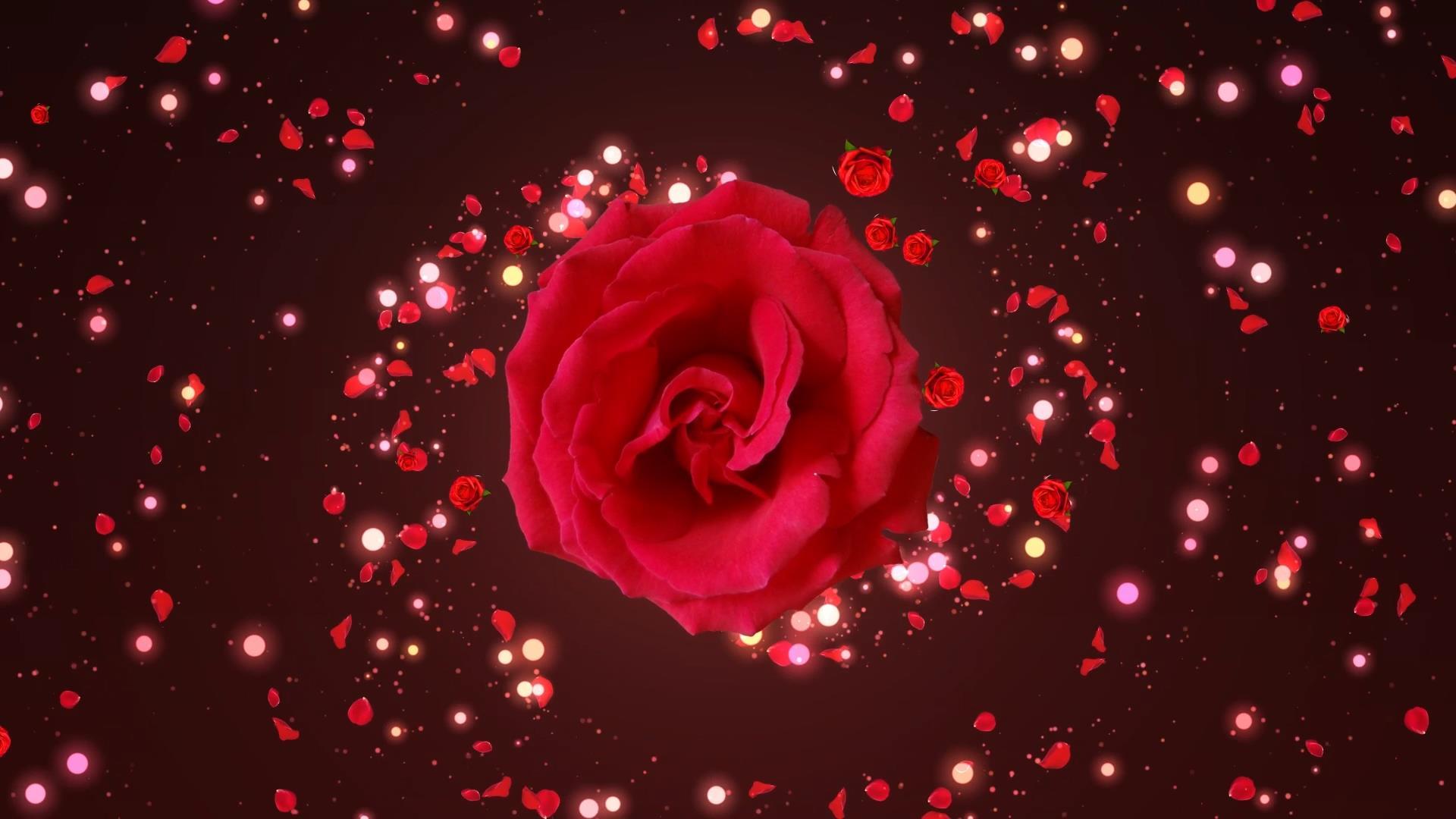 动态唯美玫瑰花粒子花瓣散发背景视频元素视频的预览图