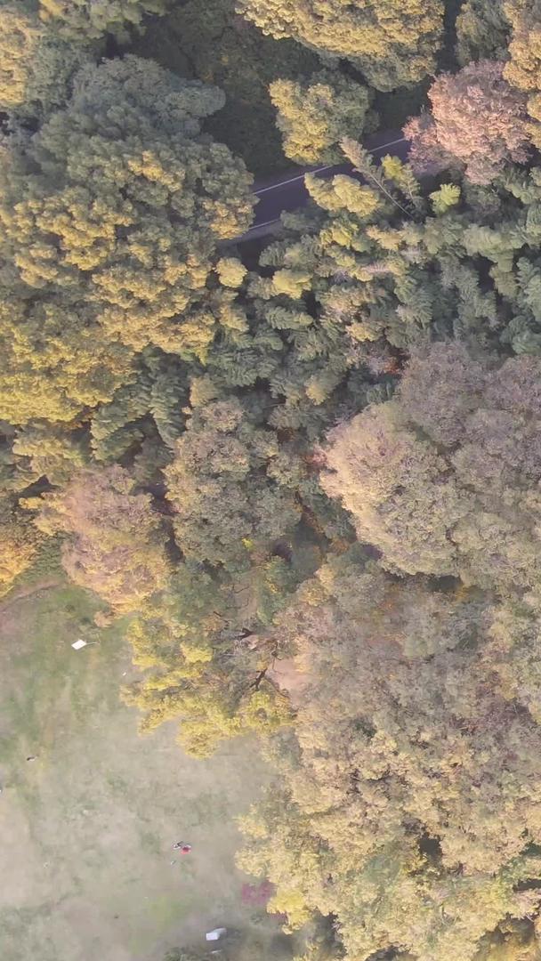 航拍城市风景树林秋季色彩素材视频的预览图