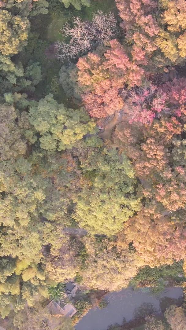 航拍城市风景树林秋季色彩素材视频的预览图