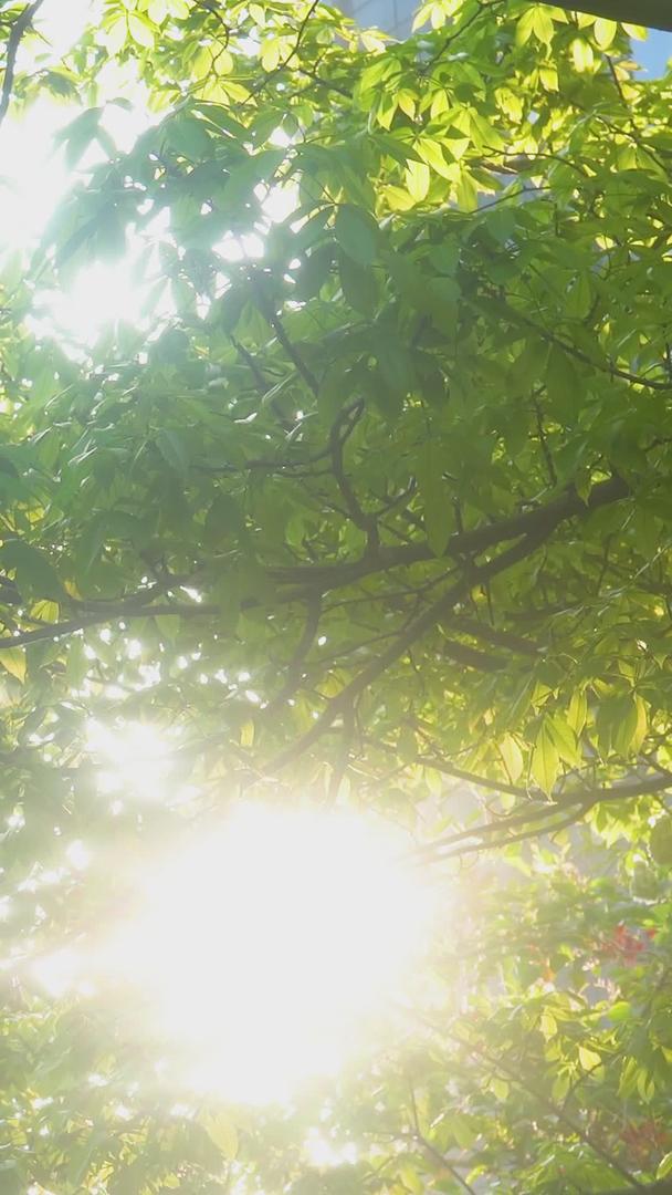 夏日美丽小清新阳光影叶叶叶树叶视频的预览图
