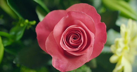 4K实物拍摄粉色玫瑰花视频的预览图