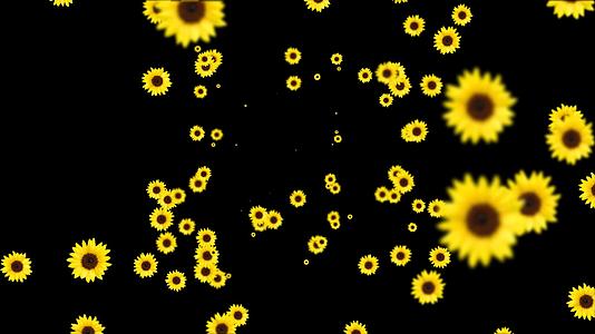 太阳花向日葵舞台背景视频的预览图